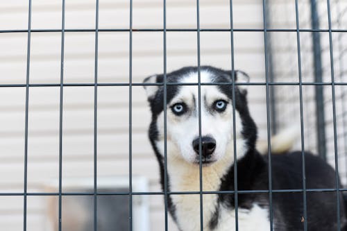 Close-Up Photo Of Husky In A Cage