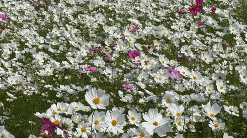 Free Lush outdoor field of white and pink cosmos flowers in full bloom under daylight. Stock Photo