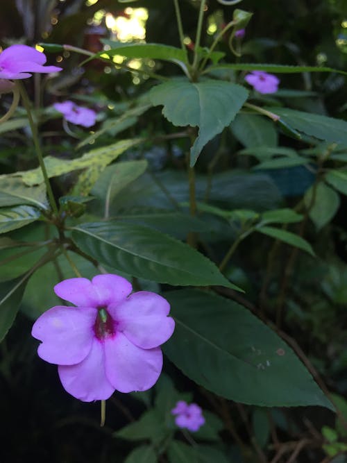 Free stock photo of beautiful flower, flower, hawaii Stock Photo