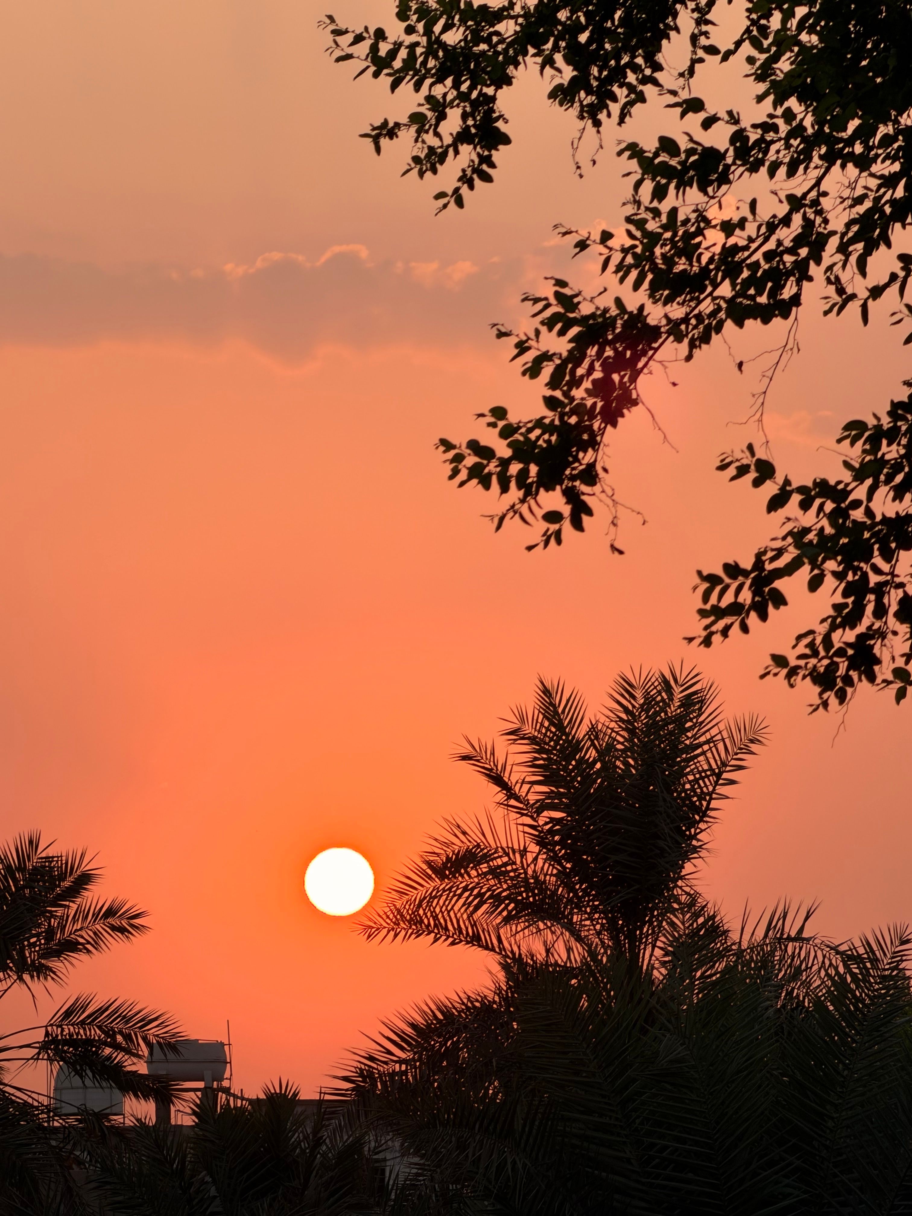 Stunning Saudi Arabian Sunset with Palm Trees · Free Stock Photo