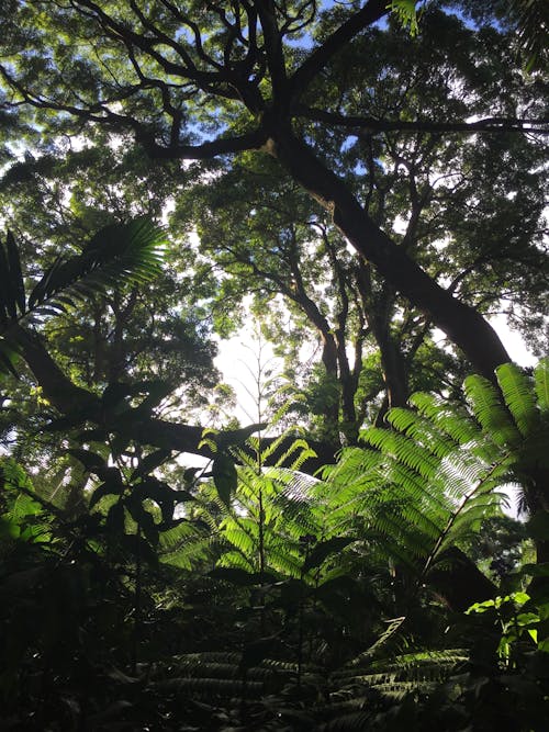 Free stock photo of big island, botanical garden, dense forest Stock Photo