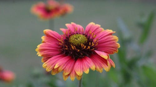 Close-Up Photo Of Flower