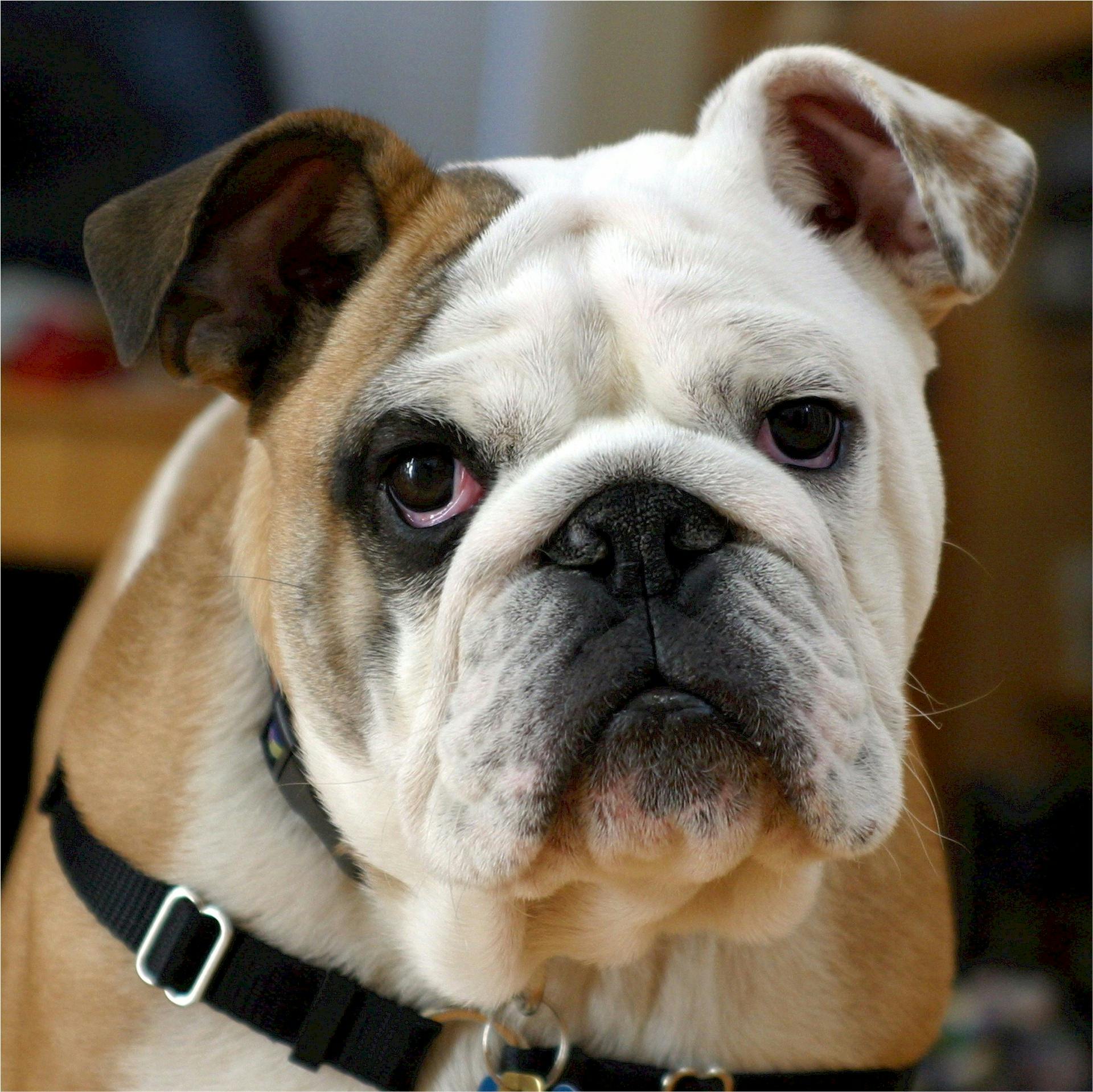 kostenloses-foto-zum-thema-bezaubernd-bulldogge-englische-bulldogge