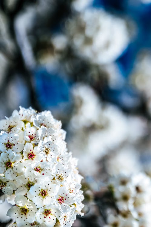 Close-Up Photo Of White Flowers