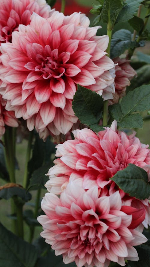 Close-Up Photo Of Pink Flowers