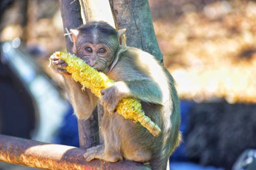 Brown Monkey Holding Yellow Corn