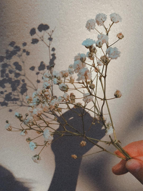 Free A hand holding delicate baby's breath flowers with a soft shadow backdrop. Stock Photo