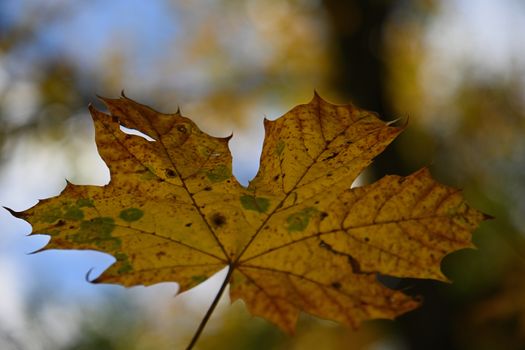 A detailed close-up photo of a yellow maple leaf during autumn with blurred background.