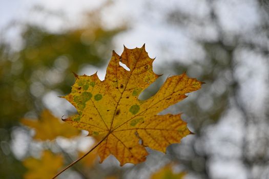 Detailed view of a colorful autumn maple leaf against a blurred background.