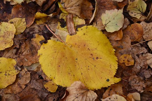 A vibrant yellow leaf amidst autumnal foliage capturing the essence of fall's beauty.