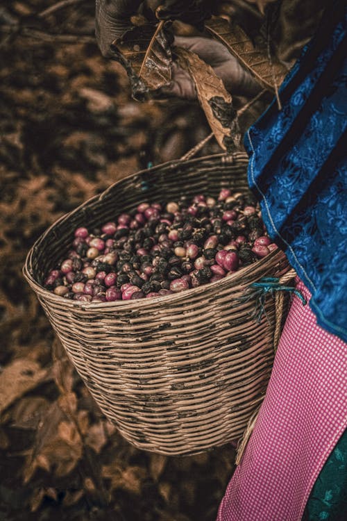 Brown and White Round Beans in Brown Woven Basket