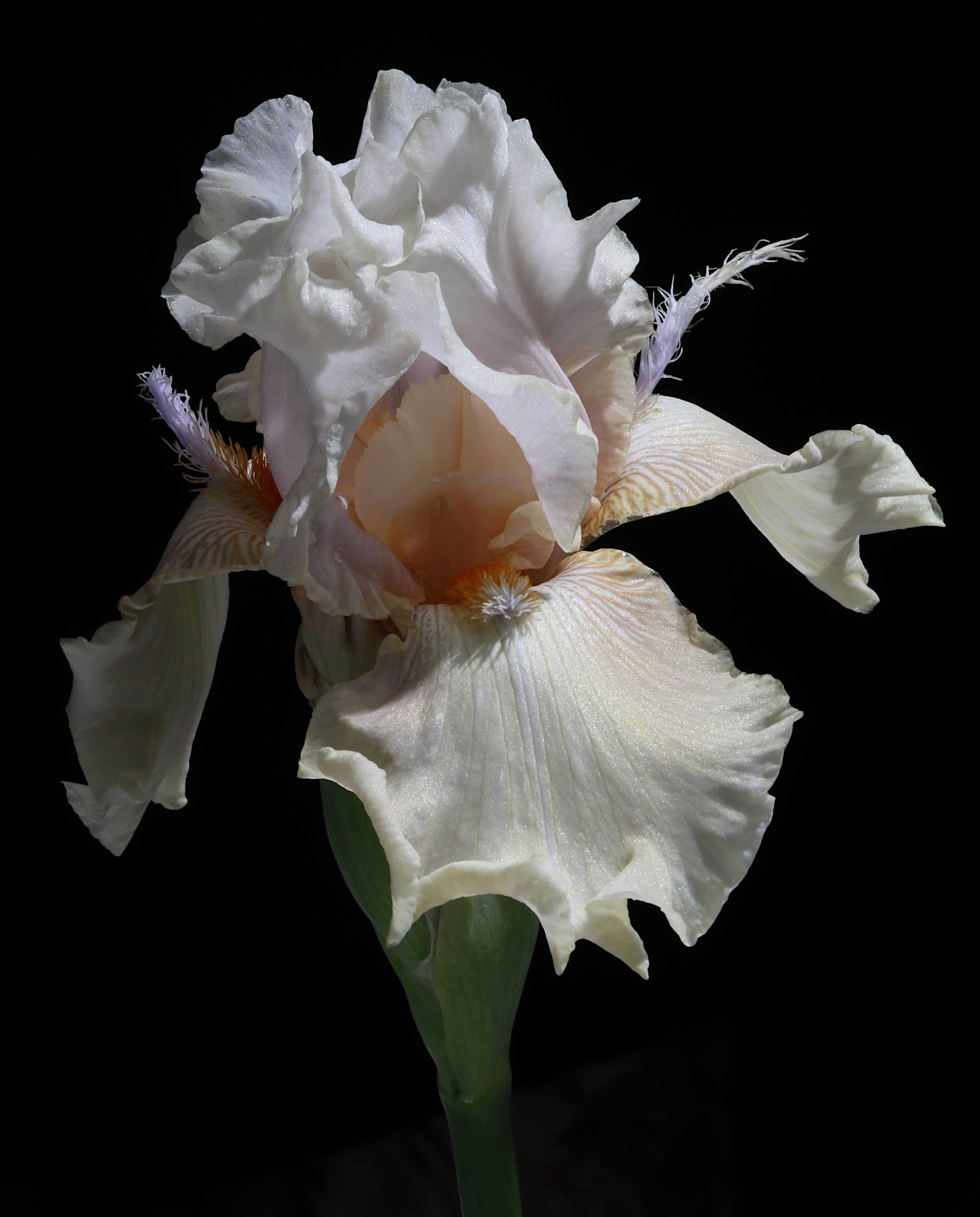 Elegant White Iris Flower on Black