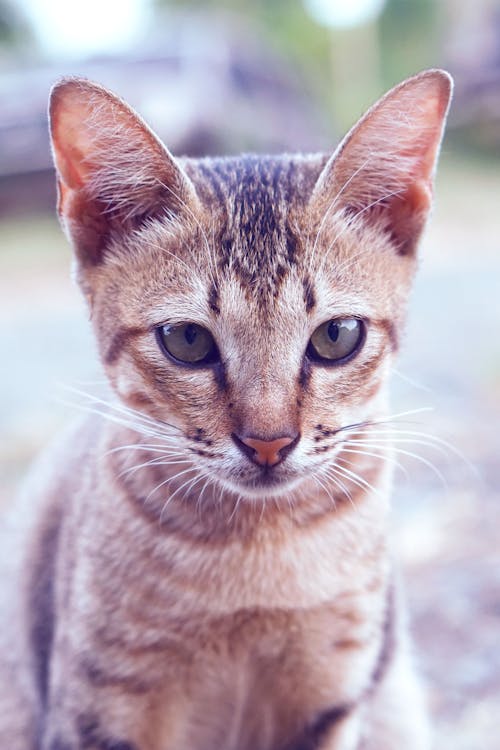 Imagine de stoc gratuită din adorabil, animal, animal de casă