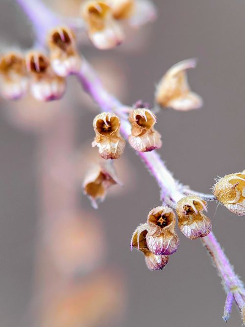 Free Macro shot of dried floral buds, showcasing nature's detail and texture. Ideal for botanical themes. Stock Photo