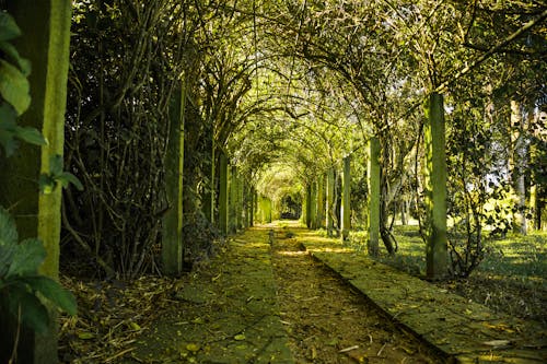 Pathway Between Trees
