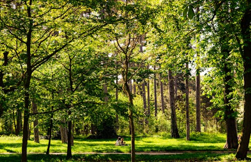 Безкоштовне стокове фото на тему «forestpark, ботанічний сад, вказівки»