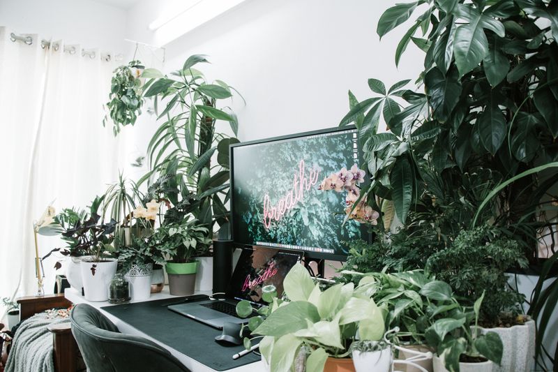 dracaena plant with tall striped leaves in an office corner