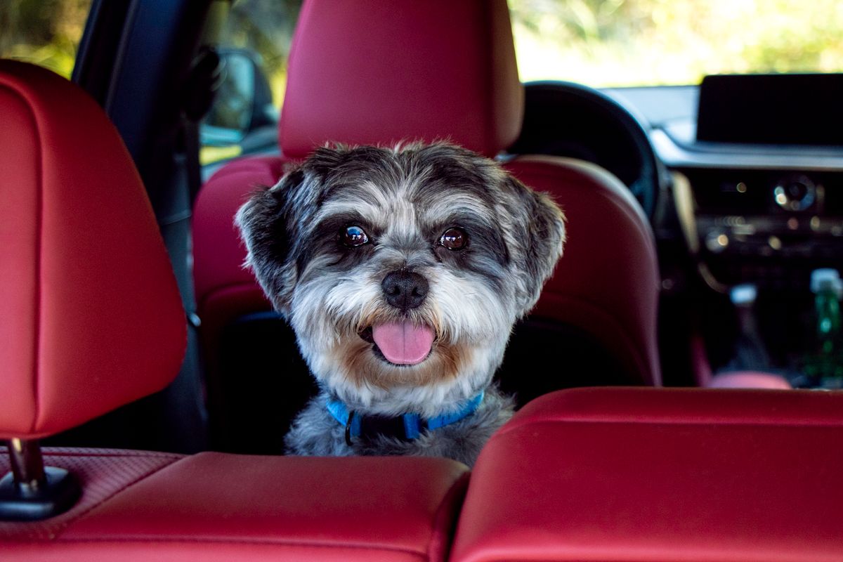 Petit chien gris et blanc au collier bleu assis à l'avant d'une voiture, entre des sièges en cuir rouge