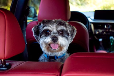 Amende chien non attaché en voiture : 35 €, aucun point en 2026
