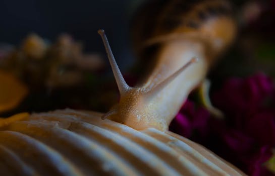 Macro photography of a snail crawling on a shell, emphasizing textures and details.