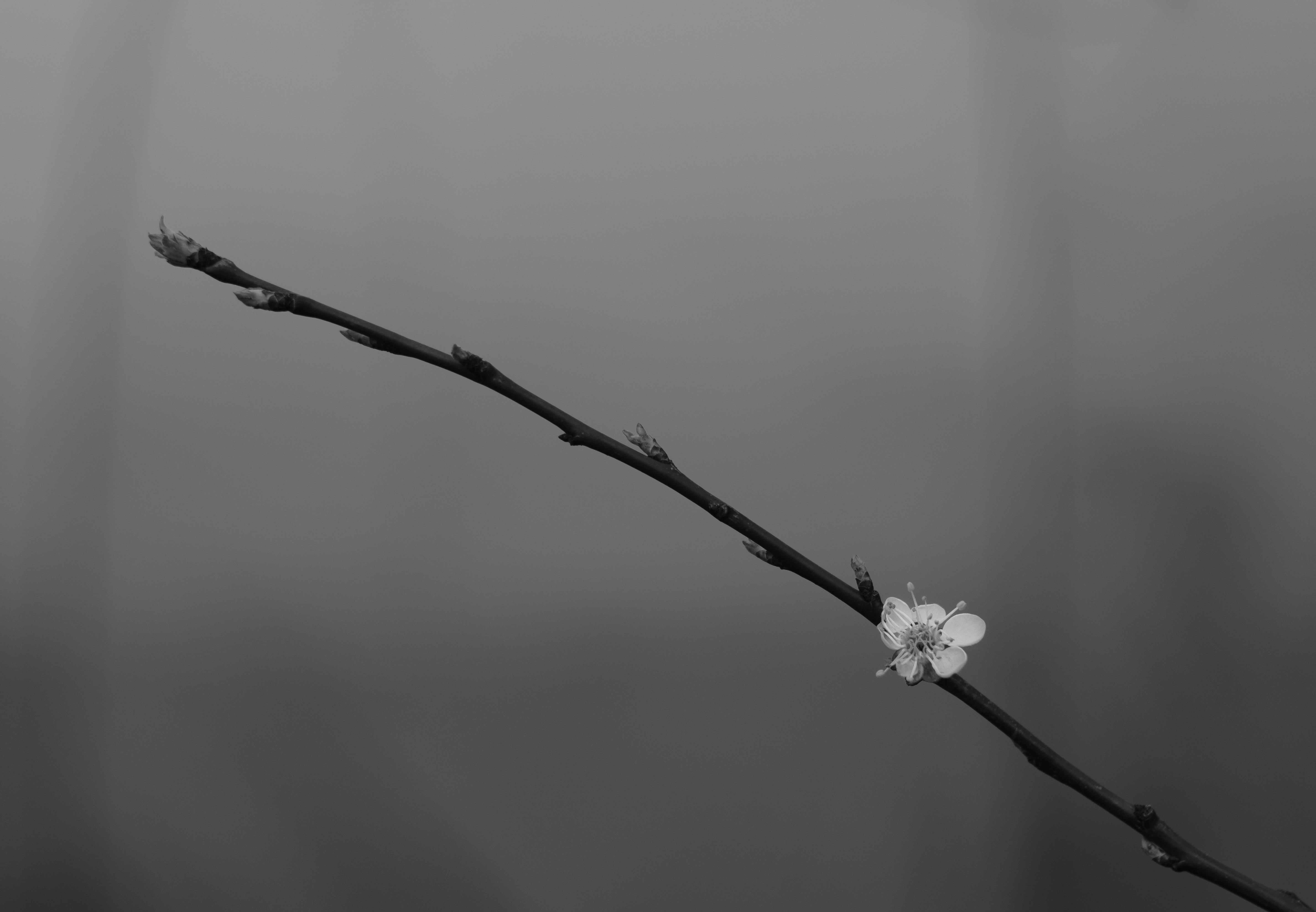 Elegant close-up of a solitary blossom on a branch in black and white.