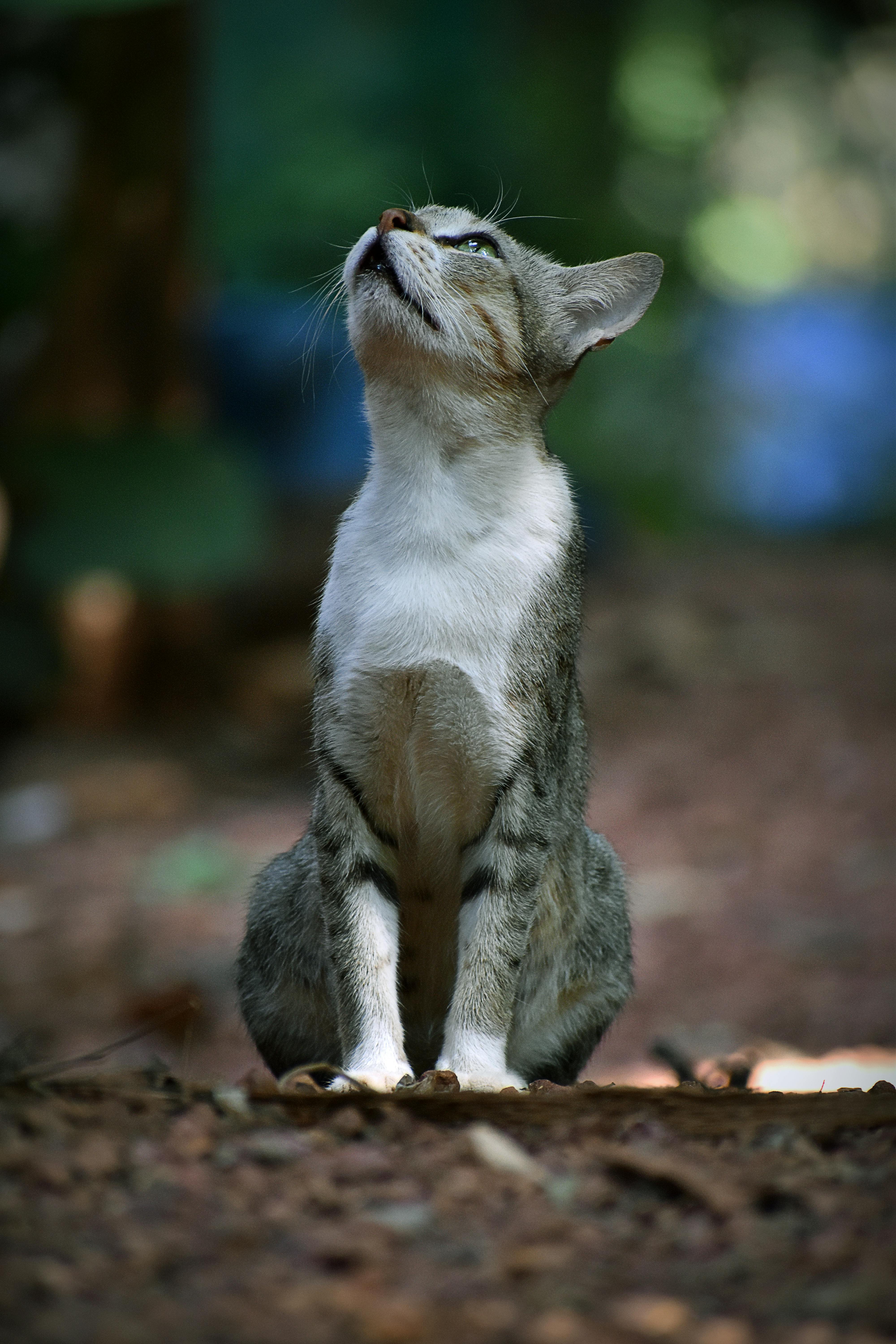 Photo Of Cat Looking Up   Free Stock Photo