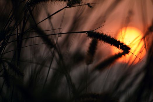 Silhouetted grasses against a vibrant sunset in Vaniyambalam, India.