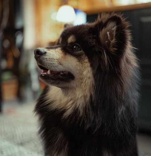 Free Close-up portrait of a Finnish Lapphund dog indoors, showcasing its friendly expression. Stock Photo