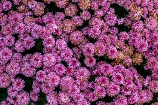 Close-up view of vibrant pink chrysanthemums, perfect for autumn decor and floral displays.