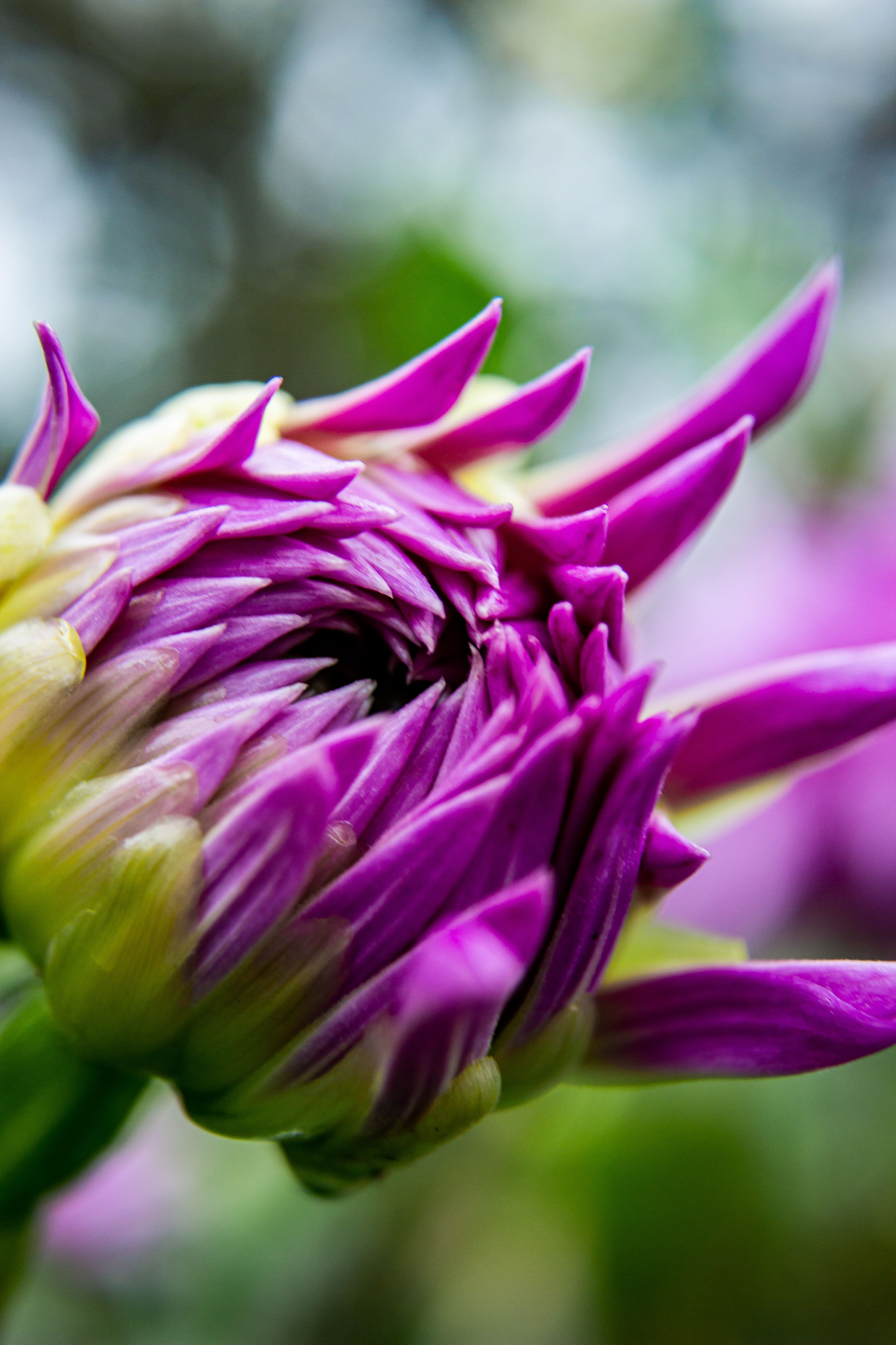 Close-Up of Vibrant Dahlia Flower Bud · Free Stock Photo