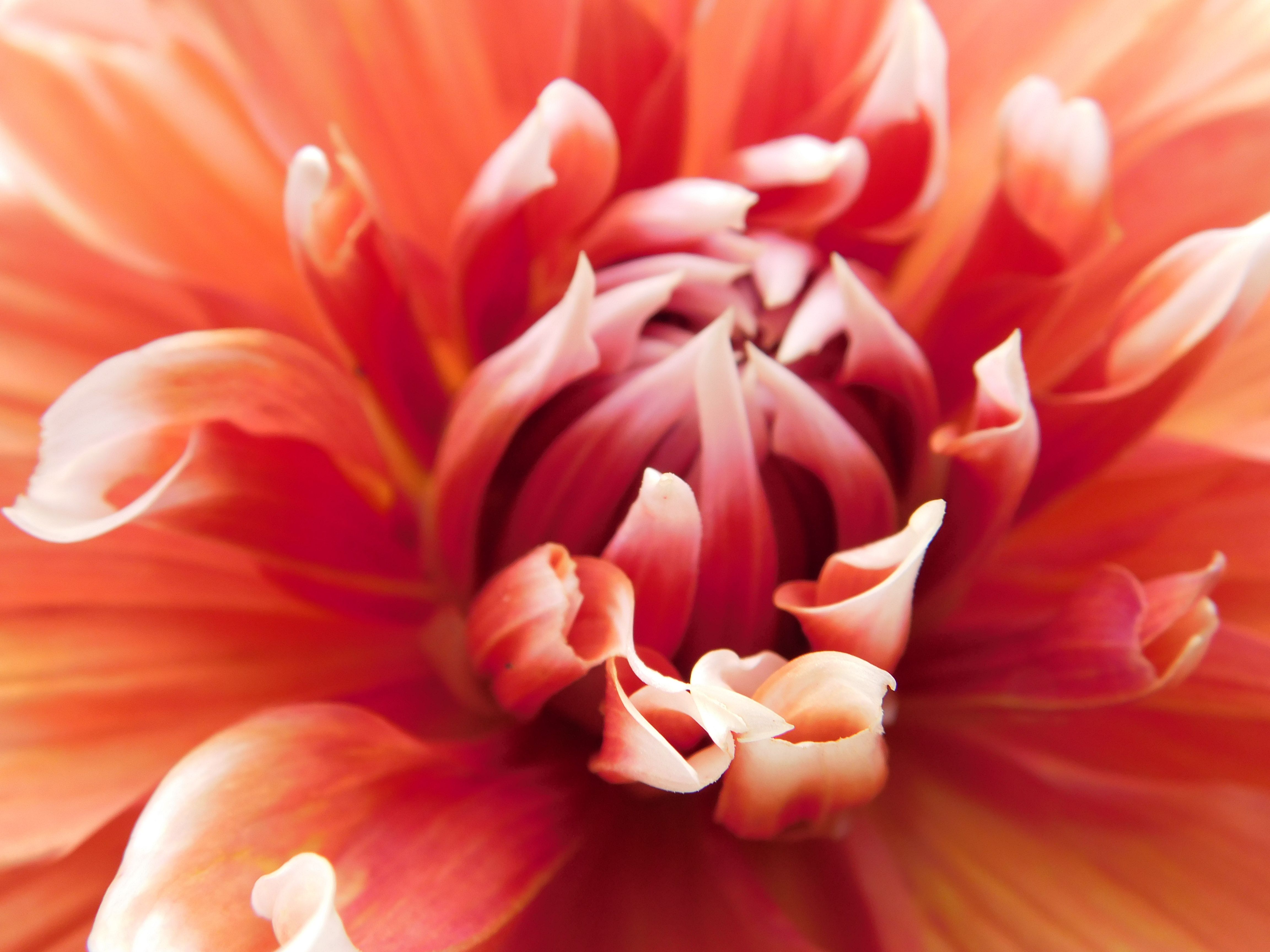Close-Up of Vibrant Orange Dahlia