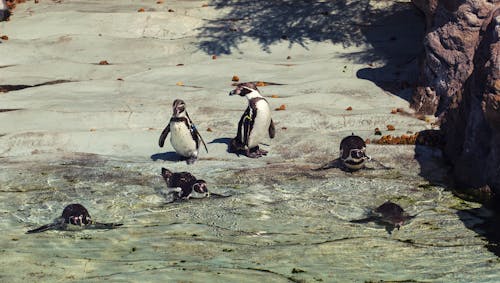 Penguins on Gray Rock on Water