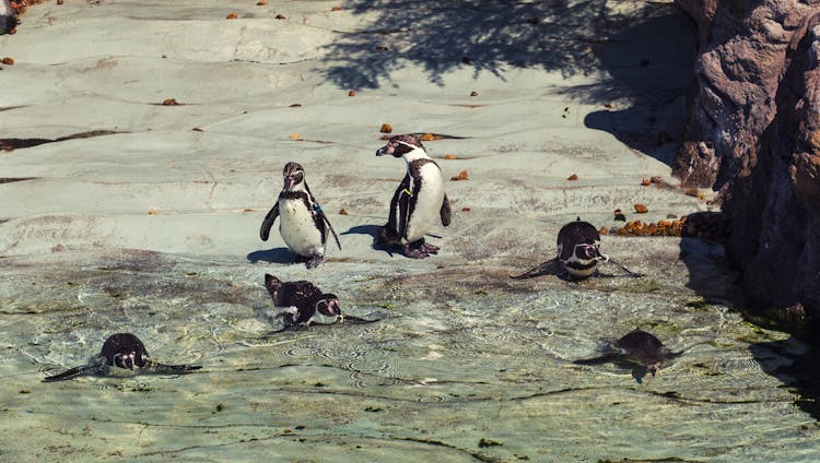 Penguins On Gray Rock On Water