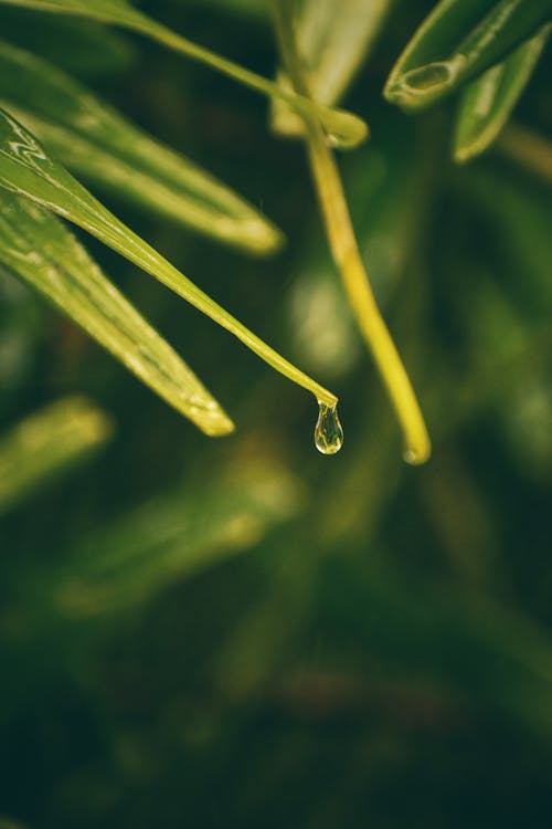 Water Dew on Green Leaf