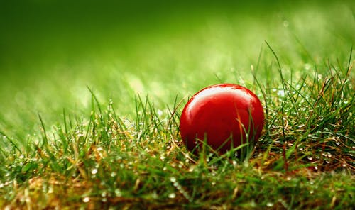 Free Red Egg on Green Grass Stock Photo