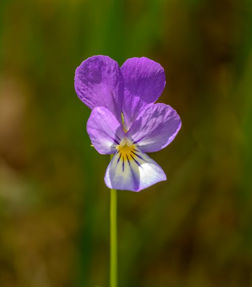 Free Close-Up Photo Of Purple Flower Stock Photo