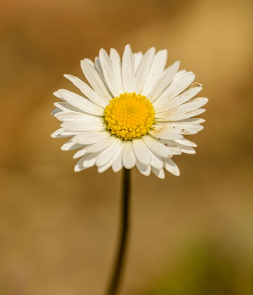 Close-Up Photo Of Daisy Flower