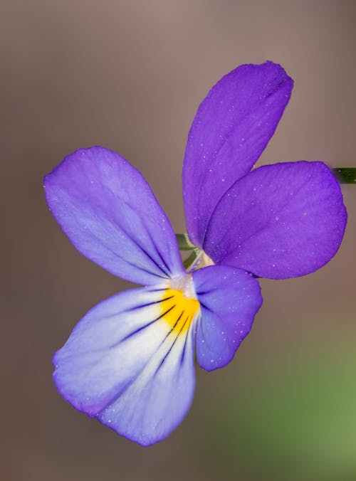 Selective Focus Photo Of Purple Flower