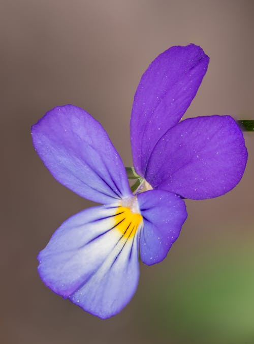 Gratis lagerfoto af 4k-baggrund, blomst tapet, blomster