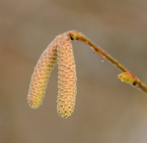 Flower Bud In Close-Up Photography