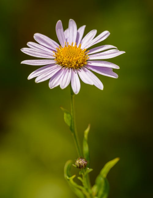 Free White Daisy in Bloom Stock Photo
