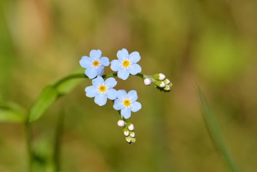 A close-up photo capturing the delicate beauty of blue forget-me-not flowers in natural surroundings.