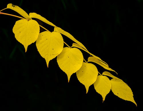 Yellow Leaves in Black Background