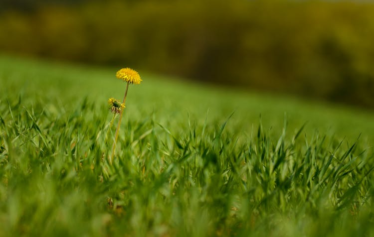 Yellow Dandelion In Green Grass Field