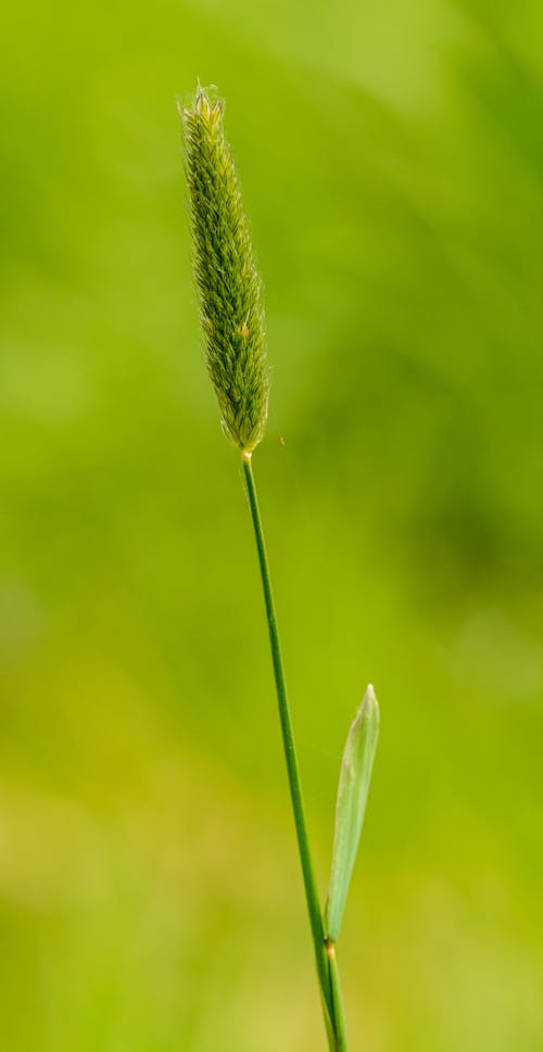 Green Plant in Macro Shot