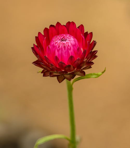 Gratis Fotos de stock gratuitas de al aire libre, bonito, botánico Foto de stock