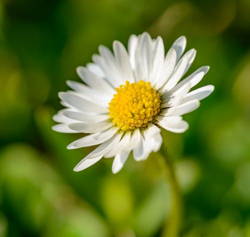 White Daisy in Bloom