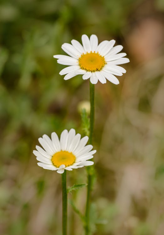 White and Yellow Daisy in Bloom
