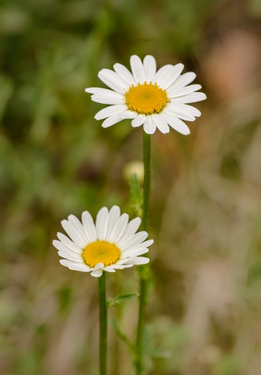White And Yellow Daisy In Bloom Free Stock Photo white-and-yellow-daisy-in-bloom-free-stock-photo