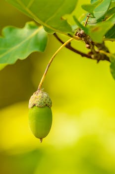Macro shot of a fresh green acorn hanging from an oak tree branch, symbolizing growth and nature.